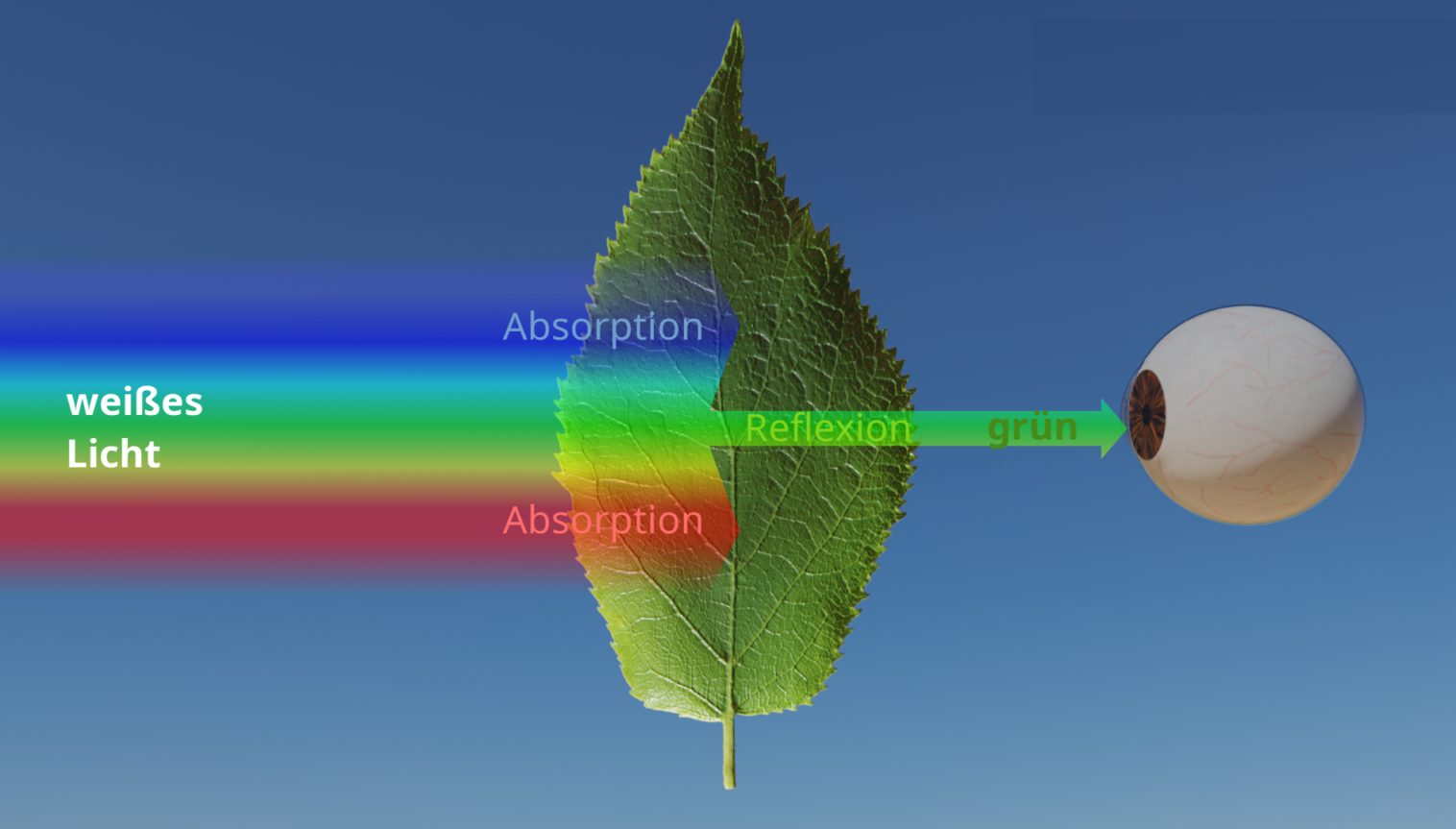Schema: Weisses Licht trifft auf ein grünes Blatt, blaue und rote Anteile werden absorbiert, grünes Licht wird reflektiert